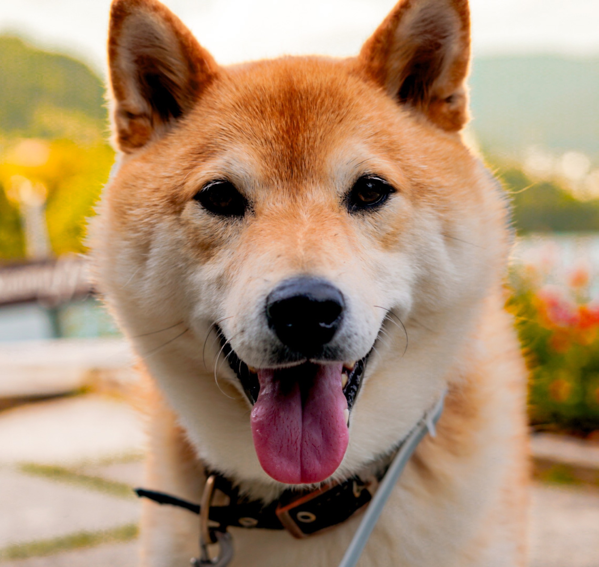 Friendly Shiba Inu dog smiling outdoors during a pet portrait session